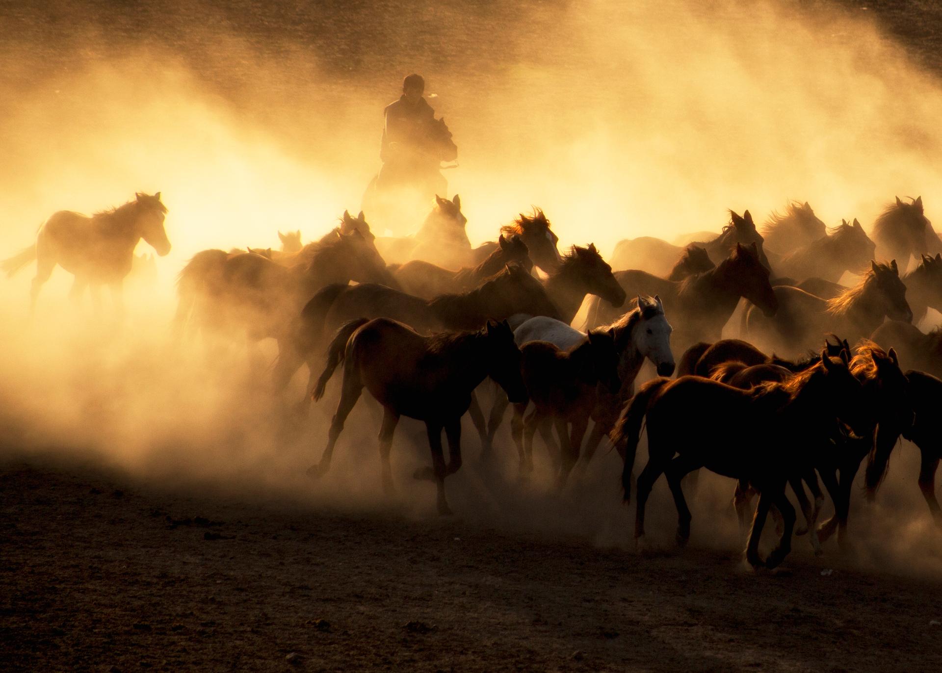 Golden Horses by Feyzullah Tunç